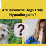 Are Havanese Dogs Truly Hypoallergenic?