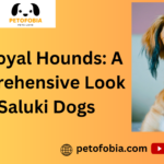 The Royal Hounds: A Comprehensive Look at Saluki Dogs