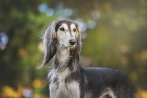 saluki dogs