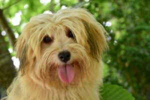 Havanese hypoallergenic dog breeds