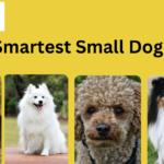 The 5 Smartest Small Dog Breed