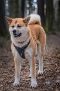 Popular Dog Breeds in Japan AKITA