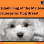 Detailed Examining of the Maltese Hypoallergenic Dog Breed