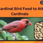 Best Cardinal Bird Food to Attract Cardinals