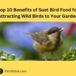 Top 10 Benefits of Suet Bird Food for Attracting Wild Birds