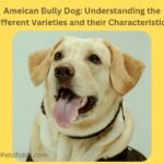 American Bully Dog: Understanding the Different Varieties and Their Characteristics