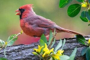 Cardinal bird food