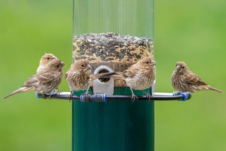 Suet Birds Food