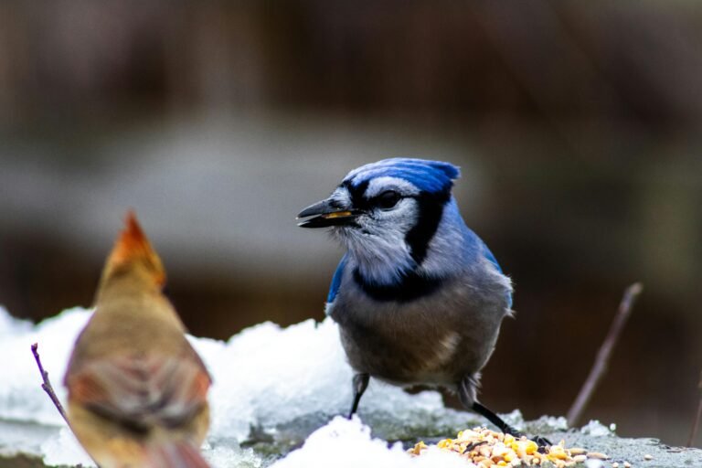 Suet Birds Food