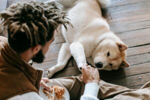 Best Pet Food for Dogs with Skin Allergies