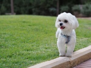 maltese hypoallergenic dog breed