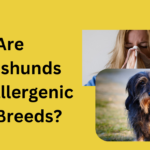 Are Dachshunds Hypoallergenic Dog Breeds?