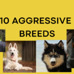 Top Aggressive Dog Breeds