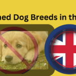 Banned Dog Breeds in the UK: Law and Its Implications