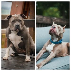 Pit Bull vs. American Bully dog