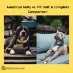 American Bully vs. Pit Bull: A Complete Comparison