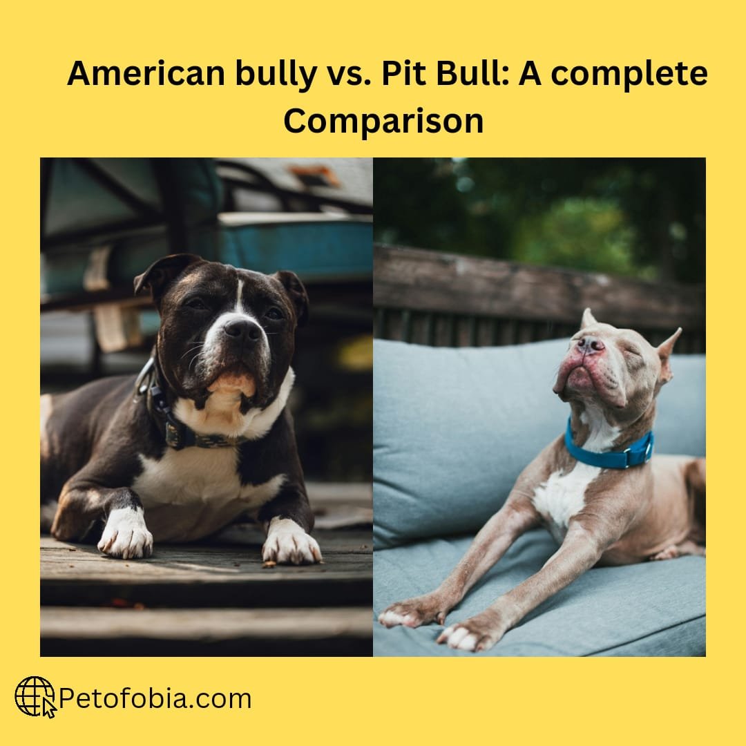 American Bully vs. Pit Bull