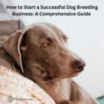 How to Start a Successful Dog Breeding Business?