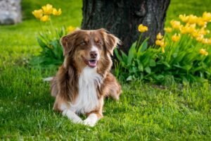 Do shepherd dogs shed