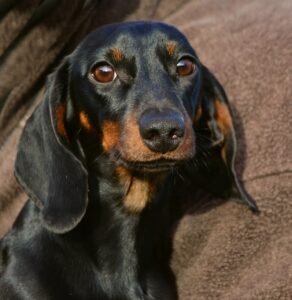 Are Dachshunds Hypoallergenic Dog Breeds