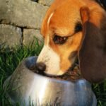 Best Food for Dogs with Allergies