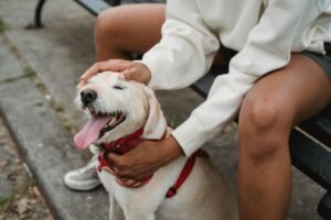 How to Start a Dog Daycare Center: A Comprehensive Guide