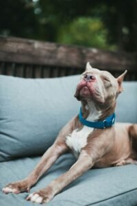 What is Best Dog Food for Pitbull?