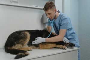 dog wound care