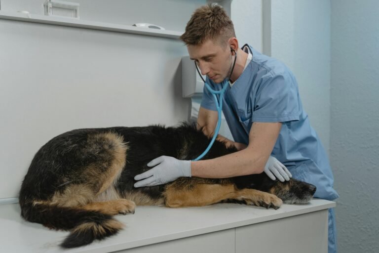 Flea Allergy Dermatitis in Dogs: Symptoms and Treatment