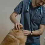 Dog Wound Care: Types and Treatment at Home