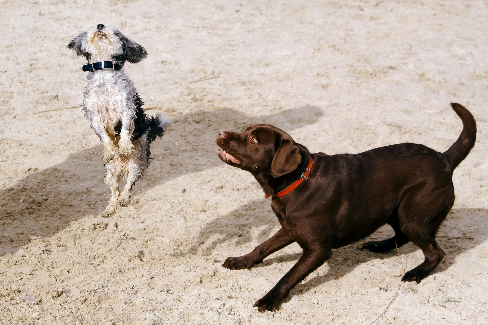 How to Stop Your Dog from Chasing Cars