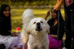 How to stop dog from barking and chasing car