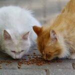 The Best Cat Food for Urinary Health