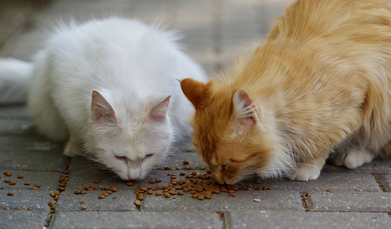 The Best Cat Food for Urinary Health