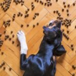 Can food cause anal gland issues in dogs?