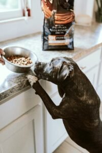 How Much Wet Food Should You Feed Your Dog?