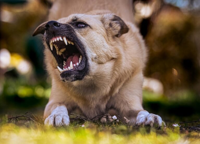 How to stop aggression in dogs