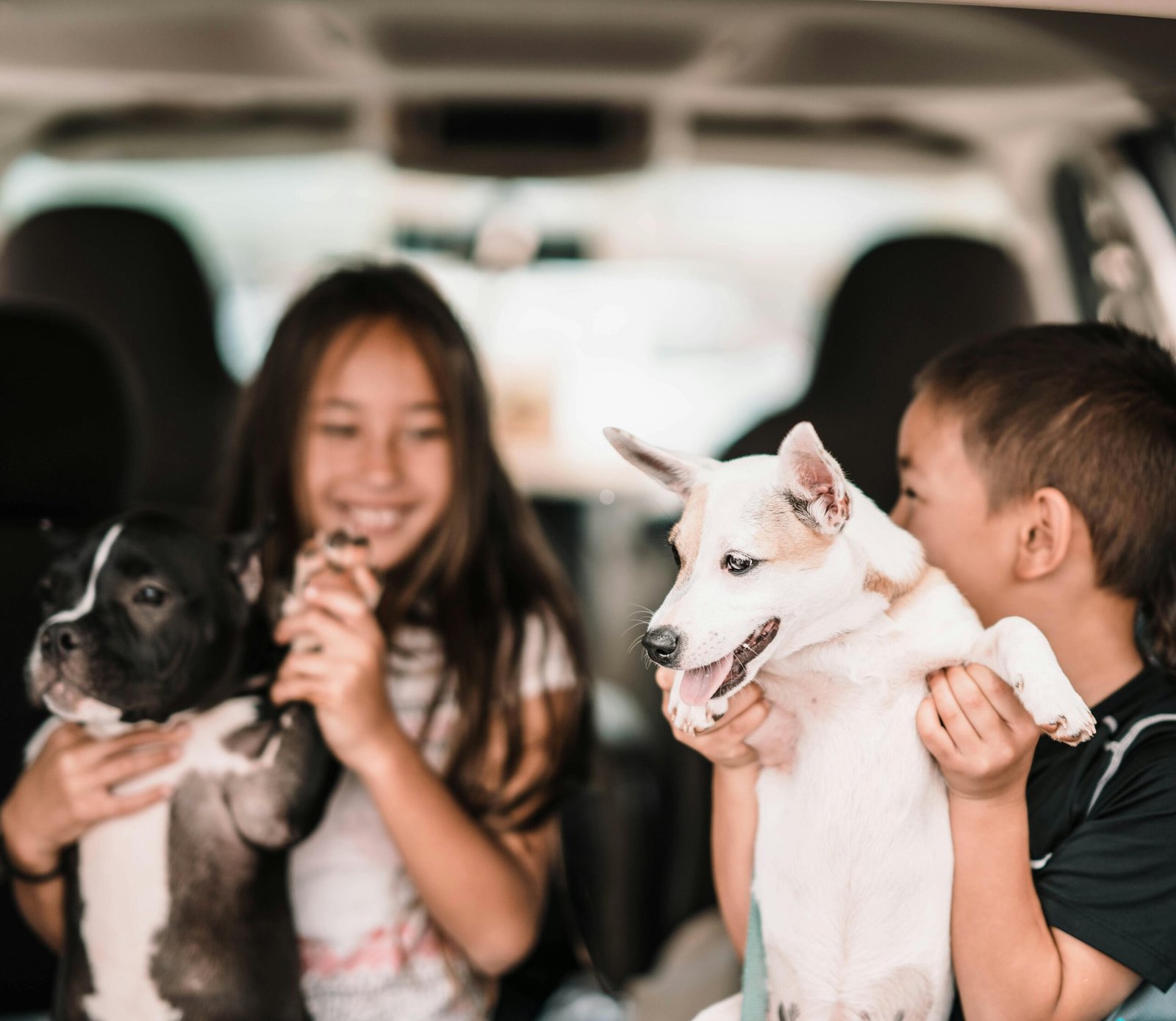 How to Remove Dog Hair from Car