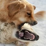 How to Stop Aggression in Dogs?