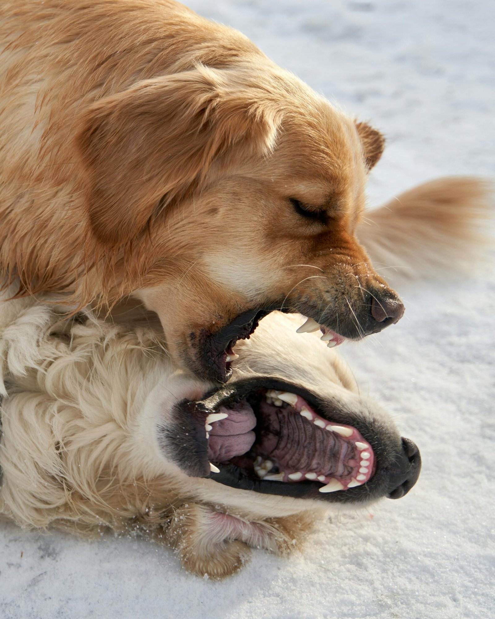 How to Stop Aggression in Dogs