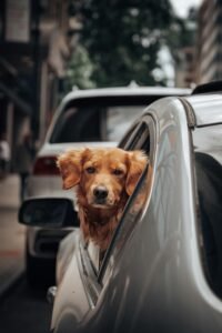 How to Remove Dog Hairs from Car