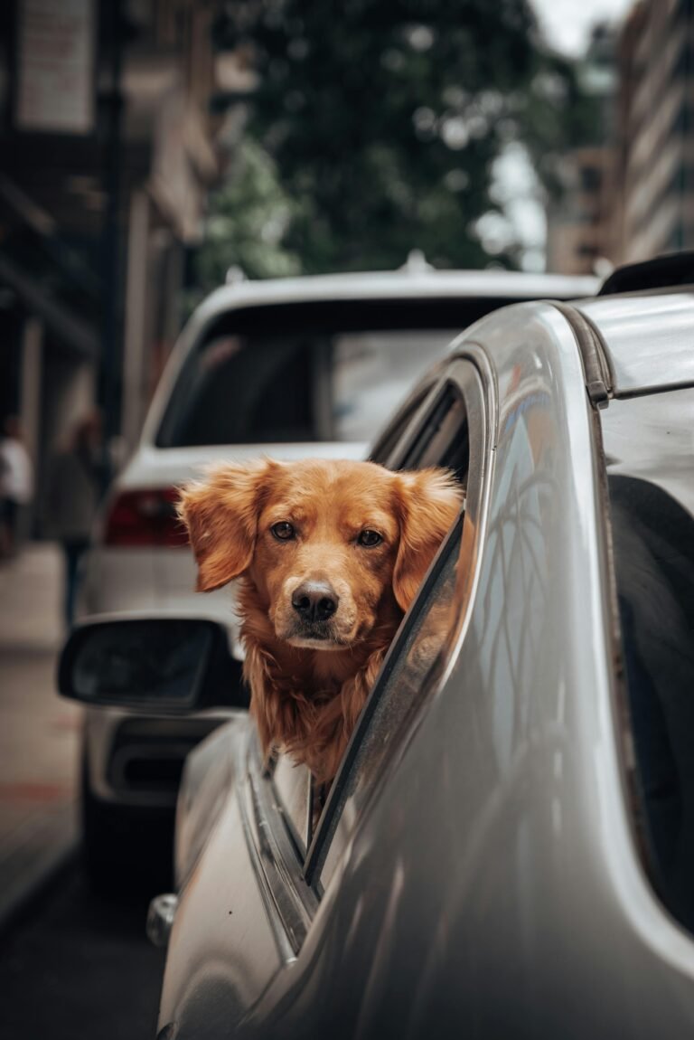 How to Remove Dog Hair from Car