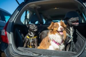 Are Dogs Allowed in Rental Cars