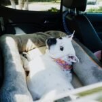 Are Dogs Allow in Rental Cars?