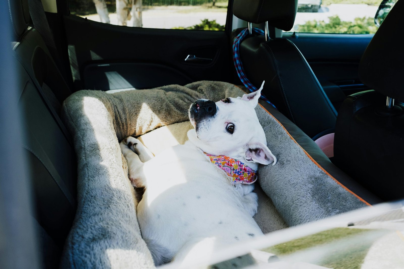 Are Dogs Allowed in Rental Cars