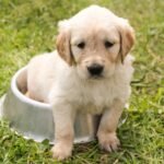 Is Your Dog Not Eating? Tips for Pet Owners