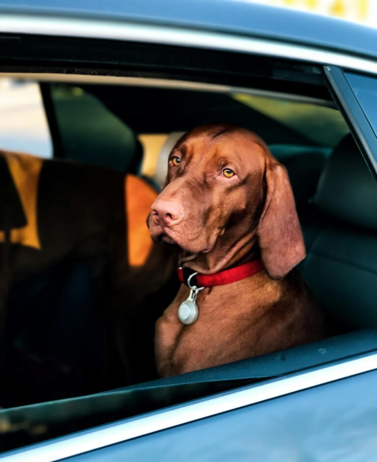 Why Your Dog Cries in the Car