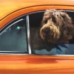 How to Get Dog Smell Out of Your Car?