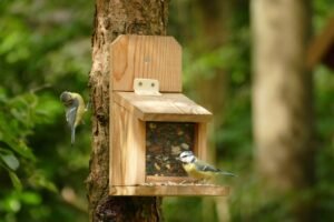 Sunflower Bird Food