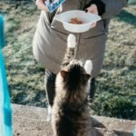 The Ultimate Guide to Wet Cat Food: Benefits, Tips, and Top Choices